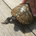 Turtle Tours in Peachtree City