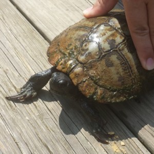 Turtle Tours in Peachtree City