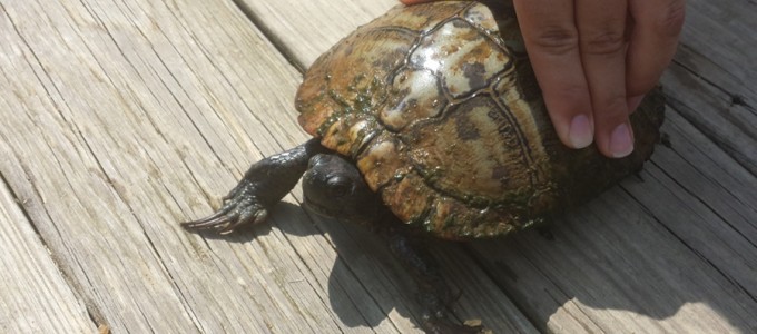 Turtle Tours in Peachtree City